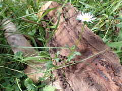 Brachyscome salkiniae