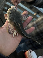 Leptocottus armatus