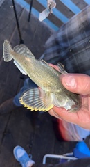 Leptocottus armatus