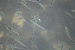 Atherinops affinis