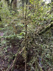 Elaeocarpus hookerianus