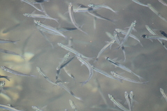 Atherinops affinis