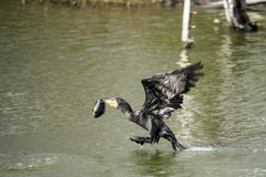 Phalacrocorax carbo sinensis