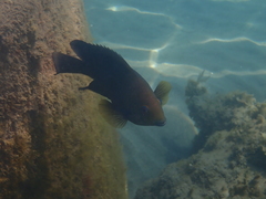 Hemiglyphidodon plagiometopon