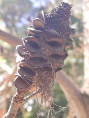 Banksia integrifolia