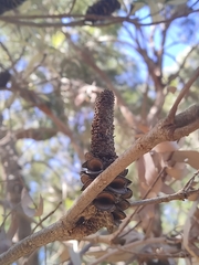 Banksia integrifolia