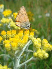 Lycaena virgaureae
