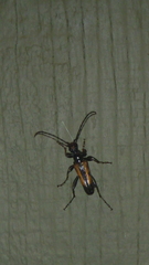 Strangalepta abbreviata