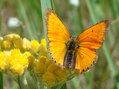 Lycaena virgaureae