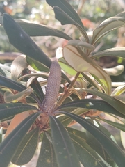 Banksia integrifolia