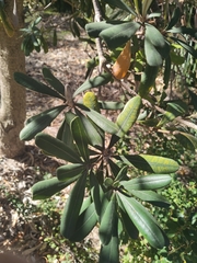 Banksia integrifolia