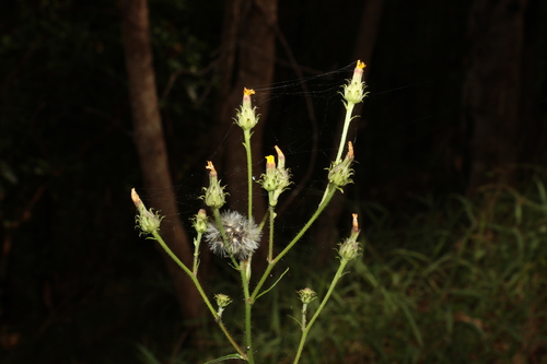 Image of Picris burbidgeae by (c) Greg Tasney, some rights reserved (CC BY-SA)