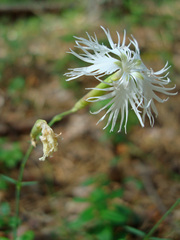 Dianthus arenarius