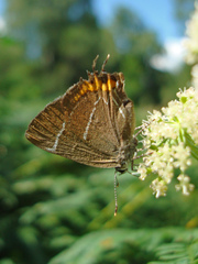 Satyrium w-album