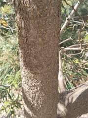 Banksia integrifolia