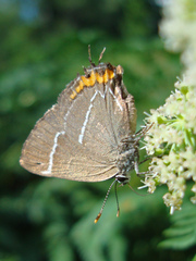 Satyrium w-album