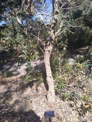 Banksia integrifolia