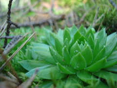 Sempervivum globiferum