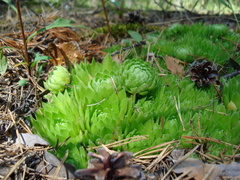 Sempervivum globiferum