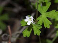 Geranium potentilloides