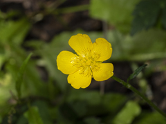 Ranunculus repens