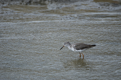 Tringa totanus ussuriensis