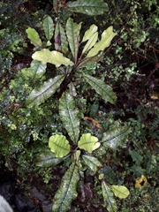 Quintinia serrata