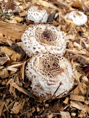 Chlorophyllum