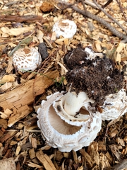 Chlorophyllum