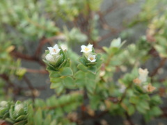 Pimelea villosa