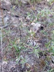 Laxmannia orientalis