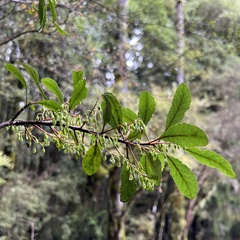 Elaeocarpus hookerianus