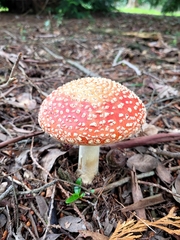 Amanita muscaria
