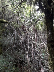 Pseudopanax linearis