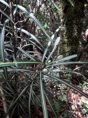 Pseudopanax linearis