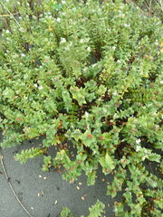 Pimelea villosa