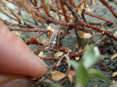Pimelea villosa