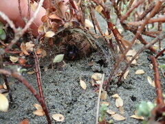 Pimelea villosa