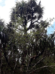 Dracophyllum traversii