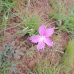 Dianthus zeyheri
