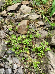 Cardamine dolichostyla