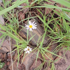 Afroaster serrulatus