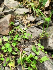 Cardamine dolichostyla