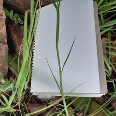 Afroaster serrulatus