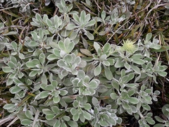 Celmisia discolor