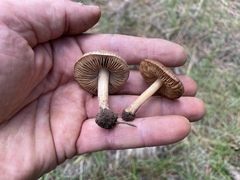 Inocybe chelanensis