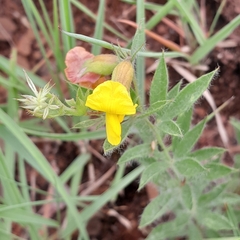 Pearsonia aristata
