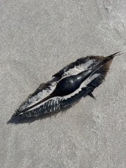 Callorhinchus capensis