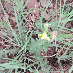 Pearsonia aristata