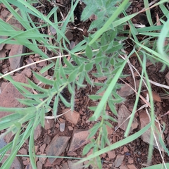 Pearsonia aristata